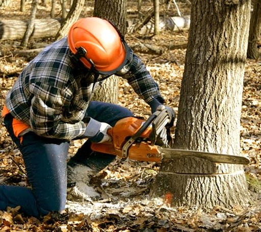 Tree Removal in Bristol, NH